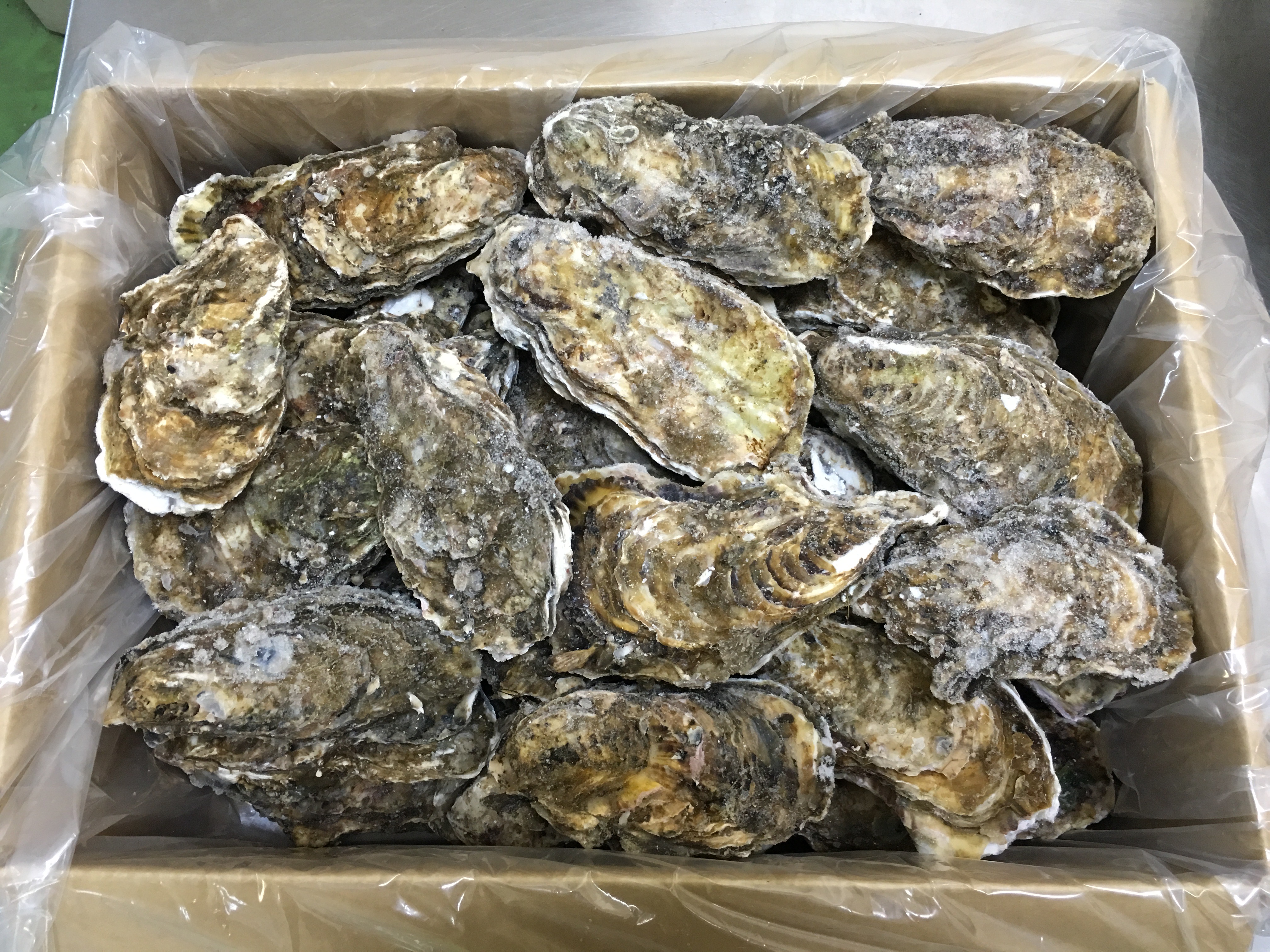 冷凍殻付き牡蠣（牡蠣王）