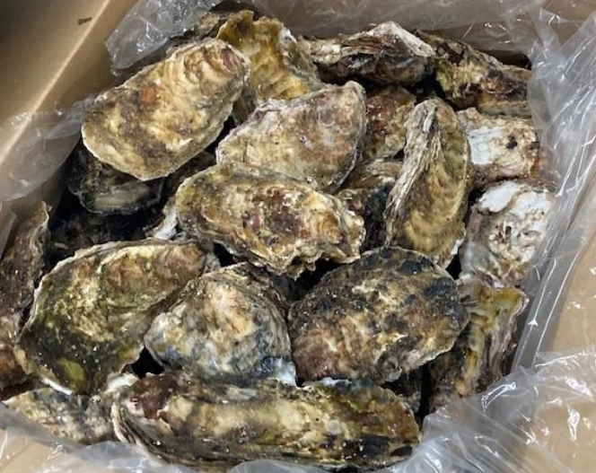 冷凍殻付き牡蠣
